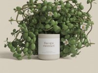 Bacopa Monnieri supplement image