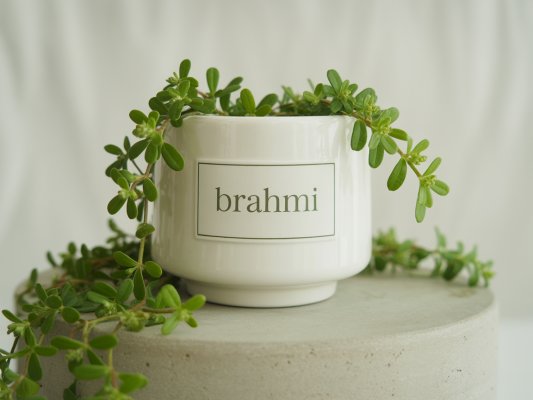 Brahmi supplement image