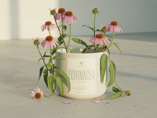 echinacea supplement image