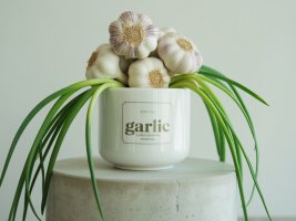 garlic supplement image