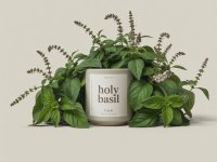 Holy Basil supplement image